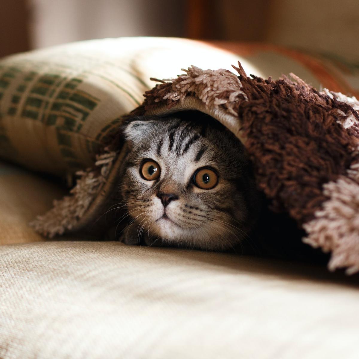 brown Scottish fold in brown thick-pile blanket